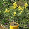 A potted mimosa plant with yellow flowers in a garden setting. Produktbild-Vorschau