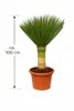 Yucca rostrata 'Blue Swan' ca. 100 cm – winterharte Produktbild-Vorschau 5