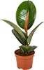 Bloomique - Ficus Elastica Robusta - Gummibaum - Produktbild-Vorschau 1