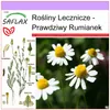 SAFLAX - Prawdziwy Rumianek - 300 Nasiona - Matricaria Podgląd zdjęcia produktu 5