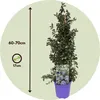 Säckelblume - Ceanothus thyrsiflorus Repens - Höhe 60-70cm Produktbild-Vorschau 2