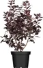 Cotinus coggygria 'Royal Purple', Perückenstrauch, Produktbild-Vorschau 1