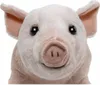 A close-up front view of a stuffed pig toy. Produktbild-Vorschau