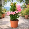 Mandevilla Dipladénie - Fleur en forme de trompette - Port Voir les images du produit 3