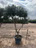 Sunny Tree - Olivenbaum Olea europaea Pompon – 20 Jahre Produktbild-Vorschau 2