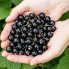 Piante di ribes nero Ribes nigrum Titania resistenti al Anteprima dell’immagine prodotto 4