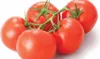 PLANTON P Mehrkomponentendünger für Tomaten 200g Produktbild-Vorschau 4