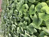 6 x Brunnera sibirica - Kaukasisches Vergissmeinnicht im Produktbild-Vorschau 2