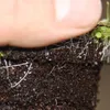 Miesozerna roslina - Waz wodny - Utricularia livida - Podgląd zdjęcia produktu 4