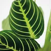 Bloomique - Maranta Lemon Lime - Plante priante - Plante Voir les images du produit 3