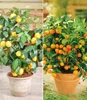 BALDUR Garten 2er Set Zitronen- & Orangenbaum, Pflanzen im Produktbild-Vorschau 1