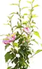 Garteneibisch Hibiscus Syriacus - Woodbridge mit rot / Produktbild-Vorschau 2
