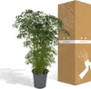 Polyscias fruticosa - aralia - Ø21cm - Ø75cm - tropikalna Podgląd zdjęcia produktu 5