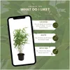 Planten van Frank | 6 bambusplanten | Fargesia rufa | Productafbeelding-voorbeeld 5