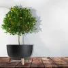 A potted citrus tree with small oranges and white flowers sits on a wooden surface against a textured white wall. Produktbild-Vorschau