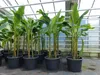 Bananenstaude als 3er Gruppe  Banane Musa Basjoo 220 cm Produktbild-Vorschau 8