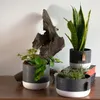 Three ceramic planters with plants on a wooden surface, with a piece of driftwood in the background. Podgląd zdjęcia produktu