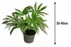 Fatsia japonica 'Spiderweb' 30–40 cm – Gevlekte Productafbeelding-voorbeeld 5