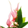 Kleine Flamingoblume Anthurium andreanum Baby-Anthurie Produktbild-Vorschau 2