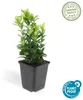 Couvre-sol - Fusain rampant - Euonymus japonicus 'Green Voir les images du produit 2