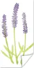 MuchoWow® Poster Lavendel - Aquarell - Pflanzen 60x120 cm - Produktbild-Vorschau 1