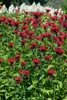 Monarda didyma 'Squaw', Indianernessel, leuchtend rot, ca. Produktbild-Vorschau 4