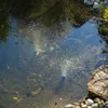 Two blue aerators are submerged in a pond, releasing bubbles into the water. The pond bottom is visible with rocks and some aquatic plants. The edges of the pond are lined with rocks and greenery. Produktbild-Vorschau