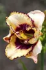 Taglilie Maikönigin, im Topf - Hemerocallis x cult. Produktbild-Vorschau 5