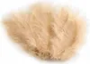 Beige Federn 10-12 cm, 50 Stück. Produktbild-Vorschau 1