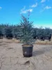 Sunny Tree - Eukalyptus gunnii 'Azura' 140 cm - Winterhart Produktbild-Vorschau 1