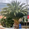 Semená Phoenix Canariensis - balenie 10 ks - Semená palmy - Náhľad obrázku produktu 7