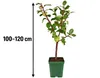 Apfelbaum ‘Roter Boskoop’ 100–120 cm – Malus domestica, Produktbild-Vorschau 5