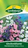 Quedlinburger Saatgut - Glockenblume Prachtmischung - Samen Produktbild-Vorschau 1