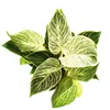 Philodendron White Wave - biely pruhovaný strom?ekový Náhľad obrázku produktu 3