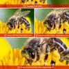 APEXEL Handy 100 mm Makroobjektiv 10X + CPL-Filter-Set mit Produktbild-Vorschau 7