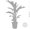 Bloomique - Strelitzia Nicolai - Roślina rajskiego ptaka - Podgląd zdjęcia produktu 5