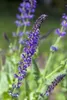 Salvia officinalis 'Berggarten', Küchensalbei, aromatisch, Produktbild-Vorschau 3