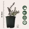A small plant in a black pot with a ruler and icons indicating plant care. Produktbild-Vorschau