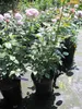 Rosa Pacific Blue ® - Edelrose Pacific Blue - Tantau Rose Produktbild-Vorschau 3
