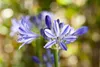 Agapanthus africanus, Schmucklilie, blau, ca. 9x9 cm Topf Produktbild-Vorschau 2