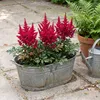 Stauden Gänge 3 x Astilbe arendsii 'Astary Red' im 0,5 Produktbild-Vorschau 7