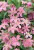 Clematis Hybrid 'Comtesse de Bouchaud', rosa Blüten, 40–60 Produktbild-Vorschau 4