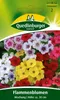 Flammenblume, Phlox Mischung Produktbild-Vorschau 1