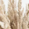 Bloomique - 3er-Set - Cortaderia Selloana - Weißes Produktbild-Vorschau 4