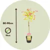 A potted Japanese maple tree with colorful leaves, shown with size and pot diameter indicators. Produktbild-Vorschau