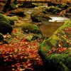 Traumschlaf Bettwäsche Herbstwald 135x200 cm + 80x80 cm Produktbild-Vorschau 2