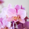 Phalaenopsis Orchideen – 4 Pflanzen – Treviso – Altrosa – Produktbild-Vorschau 5