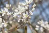 A close-up of white flowers on a branch, with a blurred background of foliage and sky. Produktbild-Vorschau