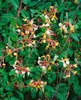 Lonicera periclymenum 'Serotina', Geißblatt, rot-gelb, Produktbild-Vorschau 5
