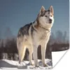 MuchoWow® Poster Husky im Schnee 75x75 cm - Wand Dekoration Produktbild-Vorschau 1
